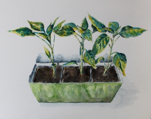Chilli plants watercolour
