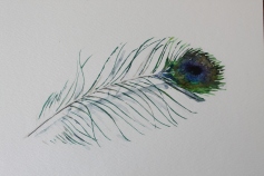 Peacock feather watercolour